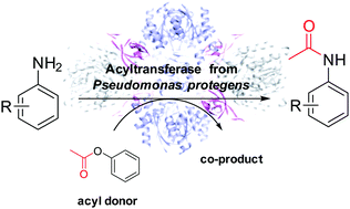 Graphical abstract: Promiscuous activity of C-acyltransferase from Pseudomonas protegens: synthesis of acetanilides in aqueous buffer