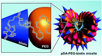 Graphical abstract: Biotin-functionalized targeted polydiacetylene micelles