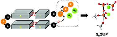 Graphical abstract: How Mg2+ ions lower the SN2@P barrier in enzymatic triphosphate hydrolysis
