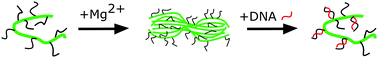 Graphical abstract: Controlled aggregation of DNA functionalized poly(phenylene-vinylene)