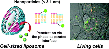 Graphical abstract: Size-dependent uptake of electrically neutral amphipathic polymeric nanoparticles by cell-sized liposomes and an insight into their internalization mechanism in living cells