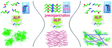 Graphical abstract: Narrowing the diversification of supramolecular assemblies by preorganization