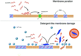 Graphical abstract: The active role of Ca2+ ions in Aβ-mediated membrane damage