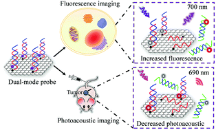 Graphical abstract: Fluorescence and photoacoustic dual-mode imaging of tumor-related mRNA with a covalent linkage-based DNA nanoprobe