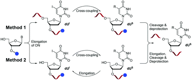 Graphical abstract: Modification of oligodeoxynucleotides by on-column Suzuki cross-coupling reactions