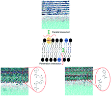 Graphical abstract: Metabolite amyloid-like fibrils interact with model membranes