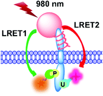 Graphical abstract: In situ simultaneous profiling of phosphorylation and ubiquitination by single excitation-duplexed luminescence resonance energy transfer