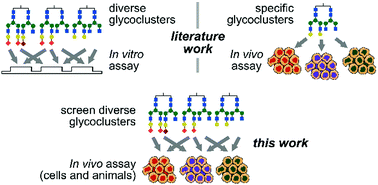 Graphical abstract: A viable strategy for screening the effects of glycan heterogeneity on target organ adhesion and biodistribution in live mice