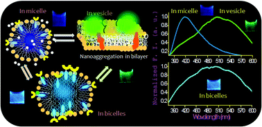 Graphical abstract: A unique self-assembly-driven probe for sensing a lipid bilayer: ratiometric probing of vesicle to micelle transition