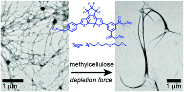 Graphical abstract: Bundle formation of supramolecular fibers of amphiphilic diarylethene by depletion force