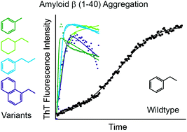 Graphical abstract: Ring structure modifications of phenylalanine 19 increase fibrillation kinetics and reduce toxicity of amyloid β (1–40)