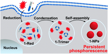 Graphical abstract: Intracellular self-assembly of Ru(bpy)32+ nanoparticles enables persistent phosphorescence imaging of tumors