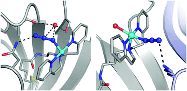 Graphical abstract: Coordination chemistry within a protein host: regulation of the secondary coordination sphere