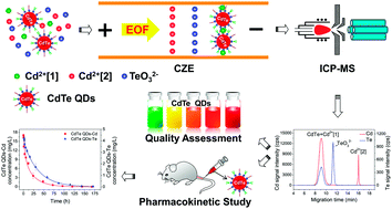 Graphical abstract: A novel strategy to evaluate the degradation of quantum dots: identification and quantification of CdTe quantum dots and corresponding ionic species by CZE-ICP-MS