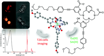 Graphical abstract: Combining a pyclen framework with conjugated antenna for the design of europium and samarium luminescent bioprobes