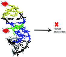 Graphical abstract: A ruthenium–platinum metal complex that binds to sarcin ricin loop RNA and lowers mRNA expression