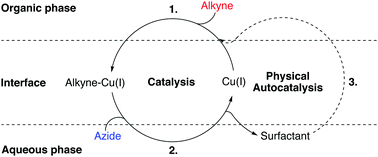 Graphical abstract: Self-reproducing micelles coupled to a secondary catalyst