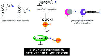 Graphical abstract: cat-ELCCA: catalyzing drug discovery through click chemistry