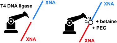 Graphical abstract: XNA ligation using T4 DNA ligase in crowding conditions