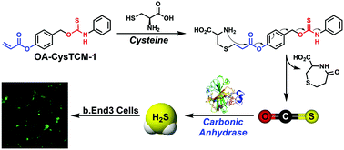 Graphical abstract: Cysteine-activated hydrogen sulfide (H2S) delivery through caged carbonyl sulfide (COS) donor motifs