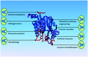 Graphical abstract: The limits to biocatalysis: pushing the envelope