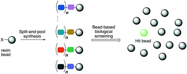 Graphical abstract: Bead-based screening in chemical biology and drug discovery