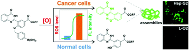 Graphical abstract: Redox supramolecular self-assemblies nonlinearly enhance fluorescence to identify cancer cells