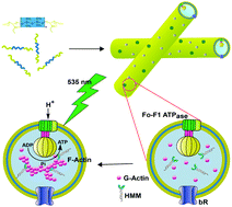 Graphical abstract: Light-induced ATP driven self-assembly of actin and heavy-meromyosin in proteo-tubularsomes as a step toward artificial cells