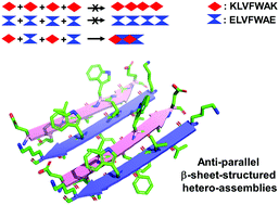 Graphical abstract: Hetero-assembly of a dual β-amyloid variant peptide system