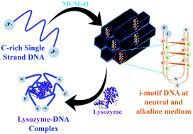 Graphical abstract: Silica nano-channel induced i-motif formation and stabilization at neutral and alkaline pH