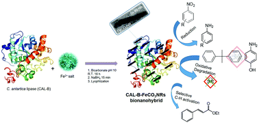 Graphical abstract: Synthesis of a superparamagnetic ultrathin FeCO3 nanorods–enzyme bionanohybrid as a novel heterogeneous catalyst