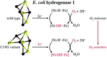 Graphical abstract: X-ray structural, functional and computational studies of the O2-sensitive E. coli hydrogenase-1 C19G variant reveal an unusual [4Fe–4S] cluster