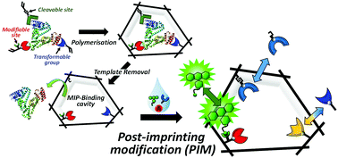 Graphical abstract: Beyond natural antibodies – a new generation of synthetic antibodies created by post-imprinting modification of molecularly imprinted polymers