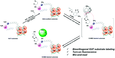 Graphical abstract: A bioorthogonal turn-on fluorescent strategy for the detection of lysine acetyltransferase activity