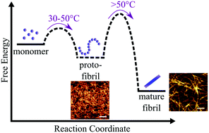 Graphical abstract: Kinetic barriers to α-synuclein protofilament formation and conversion into mature fibrils