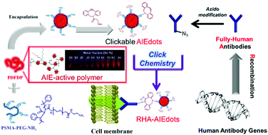 Graphical abstract: Recombinant-fully-human-antibody decorated highly-stable far-red AIEdots for in vivo HER-2 receptor-targeted imaging