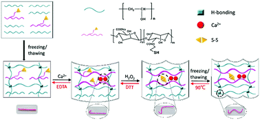 Graphical abstract: Ca2+, redox, and thermoresponsive supramolecular hydrogel with programmed quadruple shape memory effect