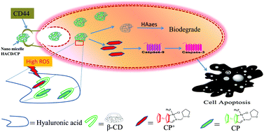 Graphical abstract: Assessment of the antitumor activity of a cyclopalladated ferrocene compound assisted by a dual-targeting drug delivery system