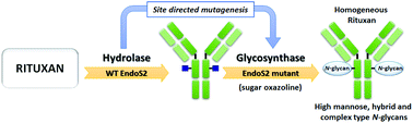 Graphical abstract: Development of glycosynthases with broad glycan specificity for the efficient glyco-remodeling of antibodies