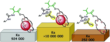 Graphical abstract: A non-multimacrocyclic heteroditopic receptor that cooperatively binds and effectively extracts KAcO salt