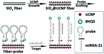 Graphical abstract: Upconversion nanocrystal ‘armoured’ silica fibres with superior photoluminescence for miRNA detection