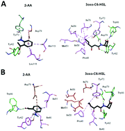 Graphical abstract: A bacterial biosensor encoding a genetically modified LuxR receptor exhibits improved detection of Pseudomonas aeruginosa's biomarker molecule 2-aminoacetophenone