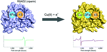 Graphical abstract: Evidence for the synthesis of an unusual high spin (S = 7/2) [Cu–3Fe–4S] cluster in the radical-SAM enzyme RSAD2 (viperin)