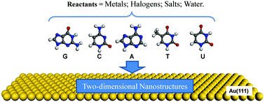Graphical abstract: Two-dimensional self-assembled nanostructures of nucleobases and their related derivatives on Au(111)