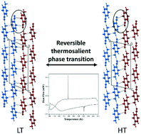 Graphical abstract: Reversible thermosalience of 4-aminobenzonitrile