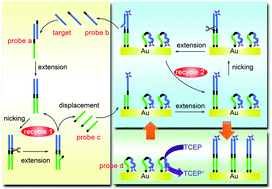 Graphical abstract: Electrochemical sensing of attomolar miRNA combining cascade strand displacement polymerization and reductant-mediated amplification