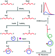 Graphical abstract: Sensitive and label-free discrimination of 5-hydroxymethylcytosine and 5-methylcytosine in DNA by ligation-mediated rolling circle amplification