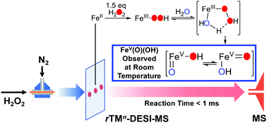 Graphical abstract: Detection of a transient FeV(O)(OH) species involved in olefin oxidation by a bio-inspired non-haem iron catalyst