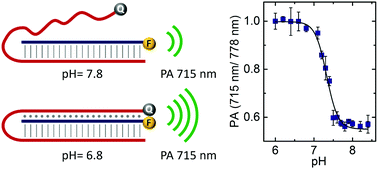 Graphical abstract: An active DNA-based nanoprobe for photoacoustic pH imaging