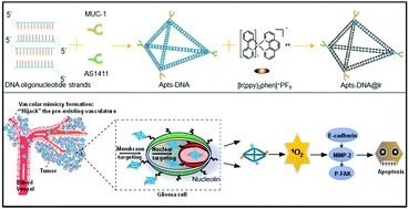 Graphical abstract: Nucleus-targeted DNA tetrahedron as a nanocarrier of metal complexes for enhanced glioma therapy